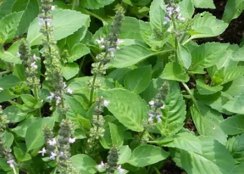 Heavenly-Basil-Medical-advantages-Is-It-The-Sovereign-Of-Spices