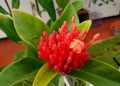 Boost the beauty of your garden with the bright flowers