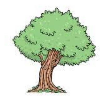 How to Draw an Oak Tree
